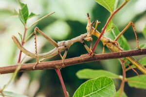 Stick insects in our Stick Insect childcare and vacation care program